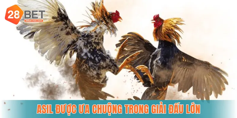 Asil được ưa chuộng trong giải đấu lớn