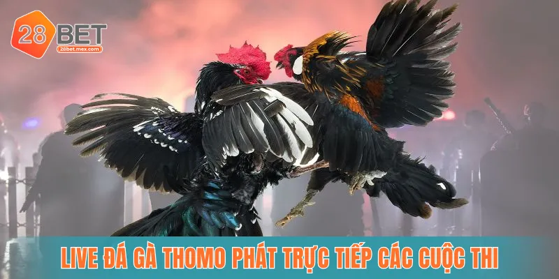 Live đá gà Thomo phát trực tiếp các cuộc thi kịch tính