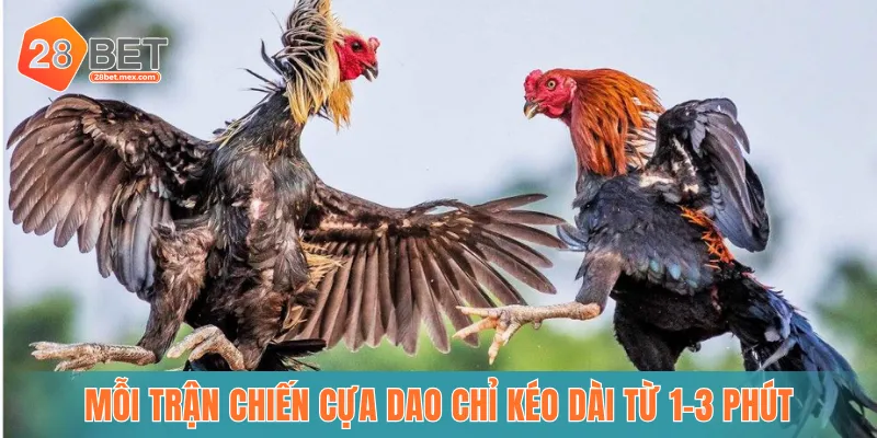 Mỗi trận chiến cựa dao chỉ kéo dài từ 1–3 phút