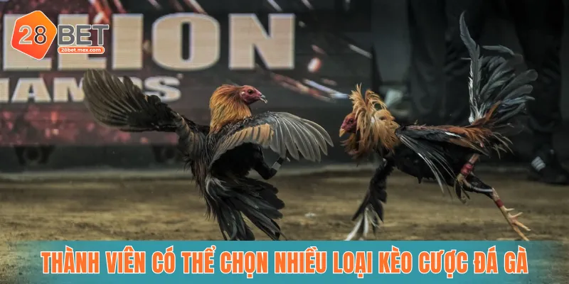 Thành viên có thể chọn nhiều loại kèo cược đá gà